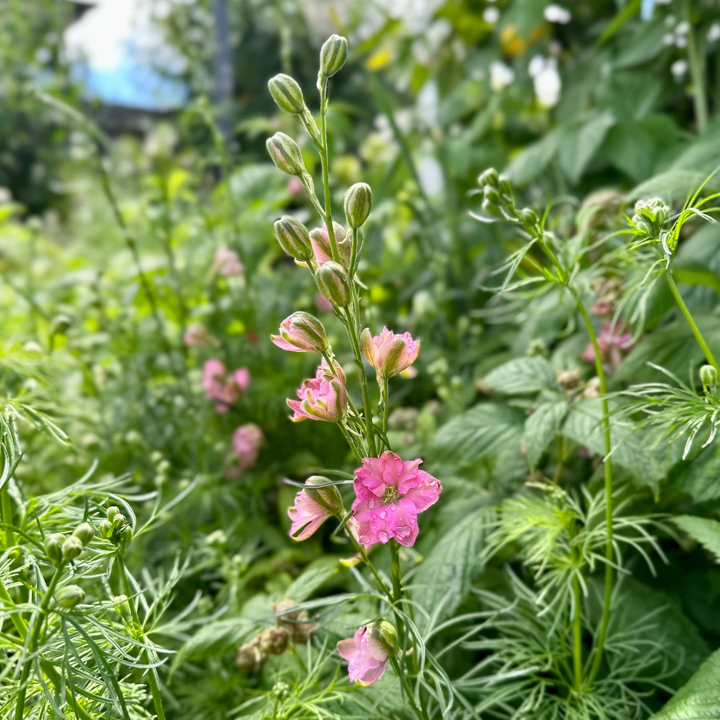 Larkspur Imperial 'Rose Queen' Seeds - Hollyhock Hill