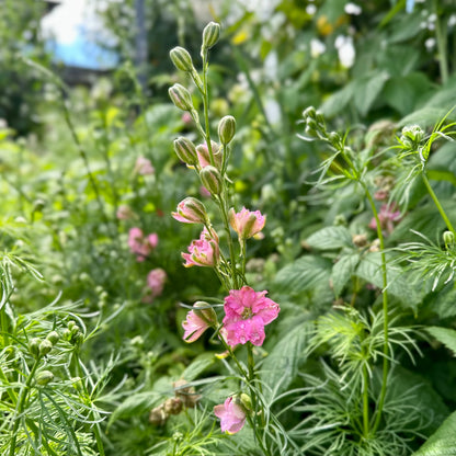 Larkspur Imperial 'Rose Queen' Seeds - Hollyhock Hill