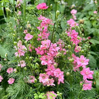 Larkspur Imperial 'Rose Queen' Seeds - Hollyhock Hill