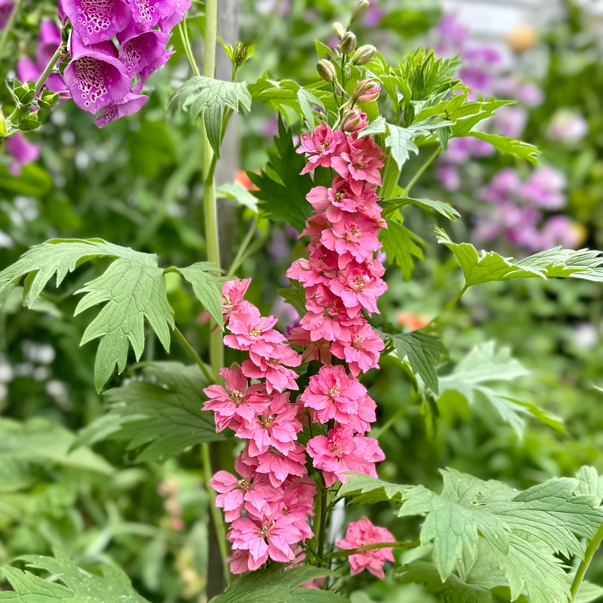 Larkspur Imperial 'Salmon Spire' Seeds - Hollyhock Hill