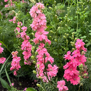 Larkspur Imperial 'Salmon Spire' Seeds - Hollyhock Hill