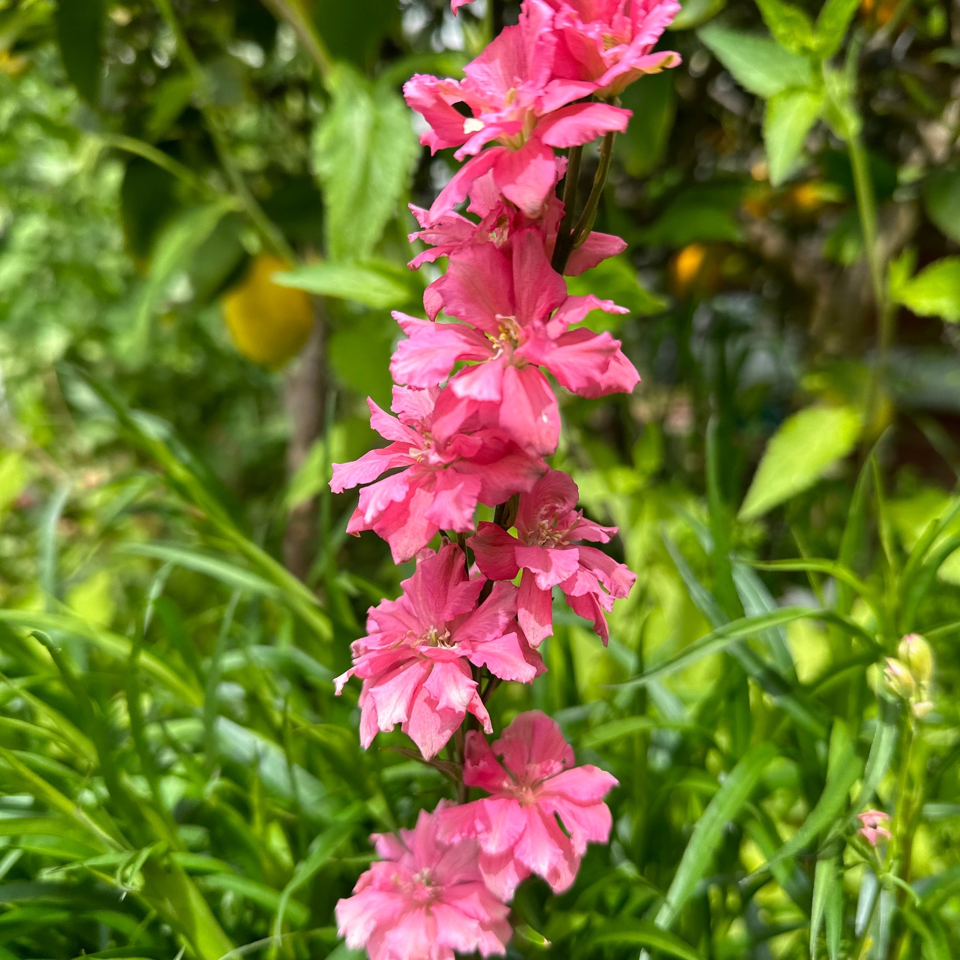 Larkspur Imperial 'Salmon Spire' Seeds - Hollyhock Hill