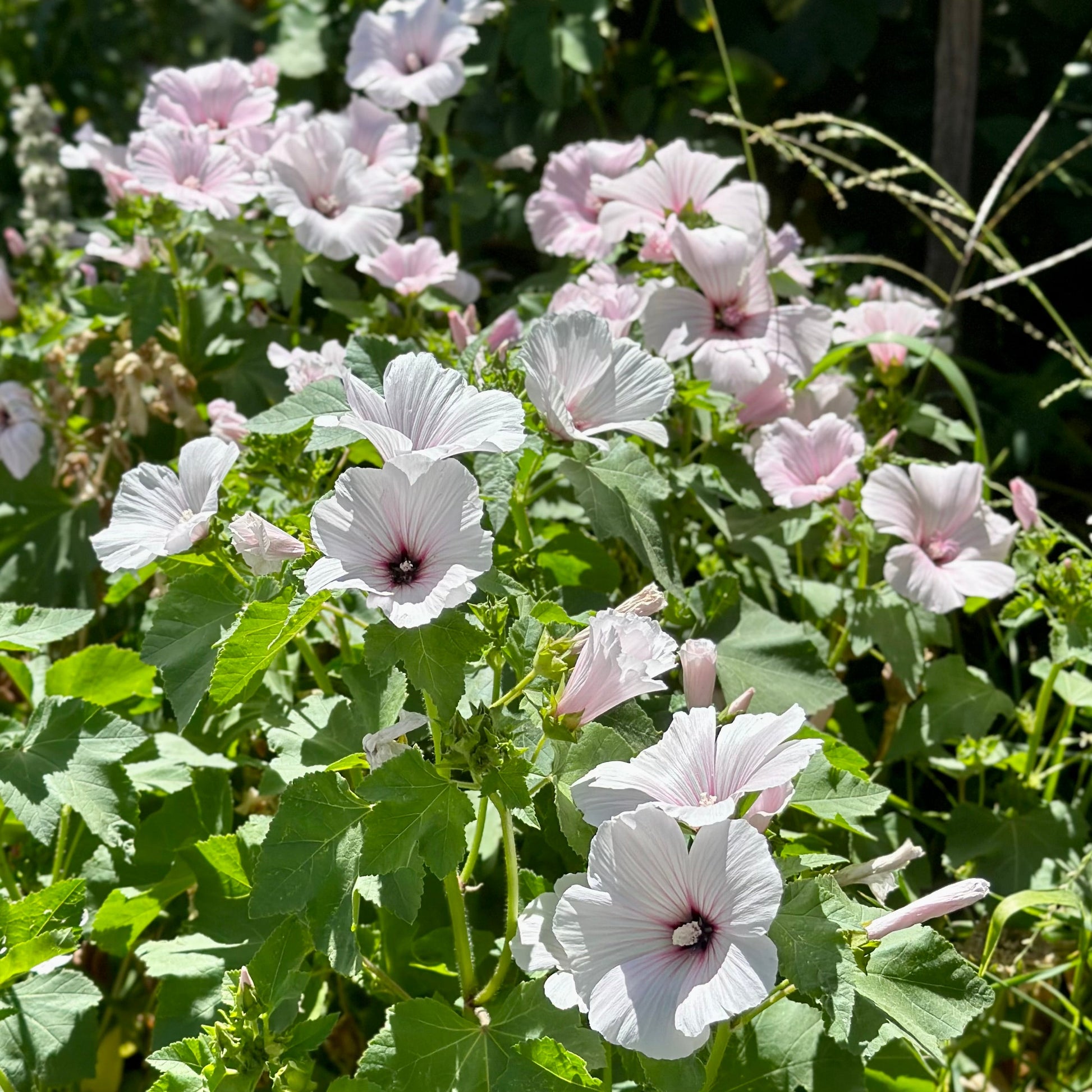 Lavatera Trimestris - Pink Blush Mix Seeds - Hollyhock Hill