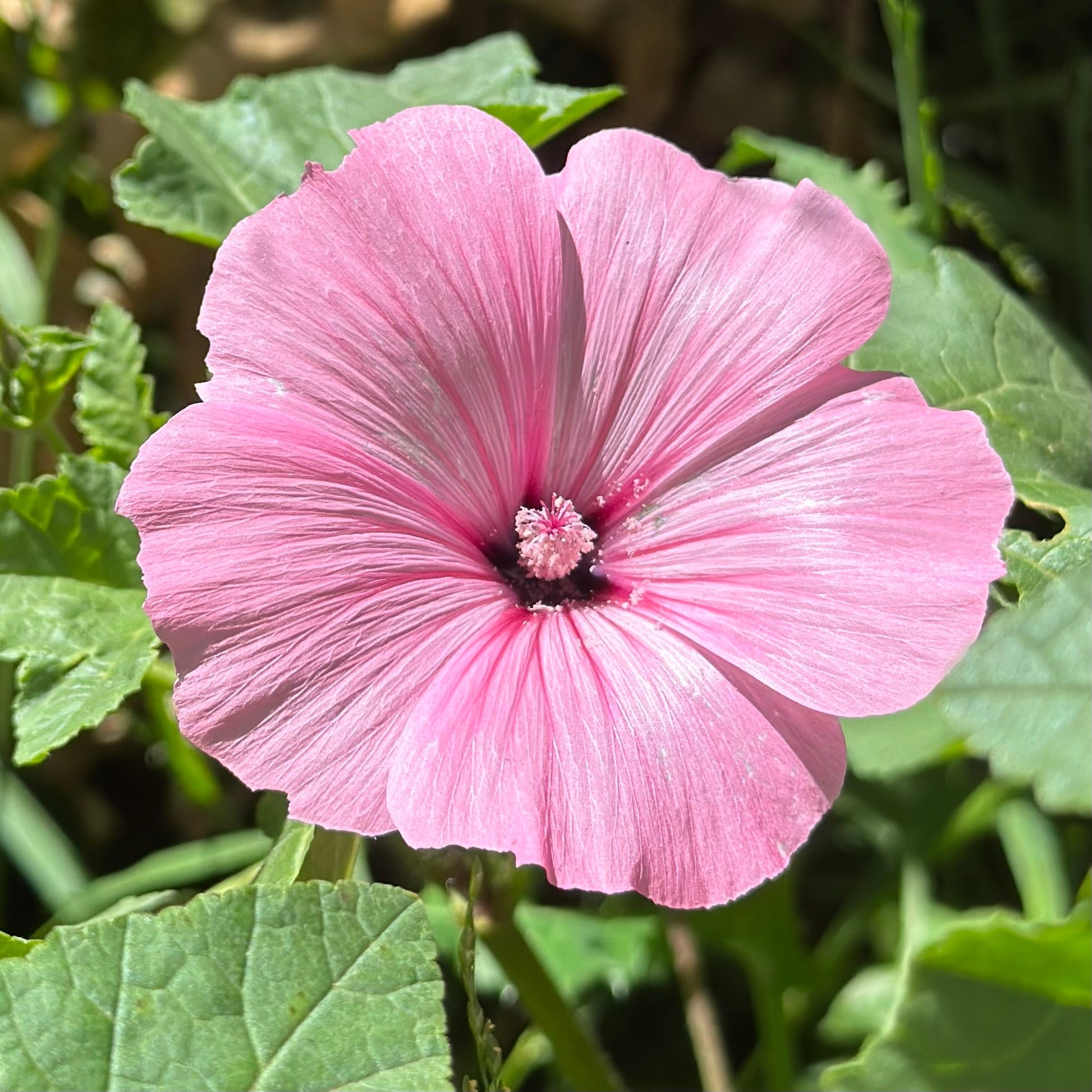 Lavatera Trimestris - Pink Blush Mix Seeds - Hollyhock Hill