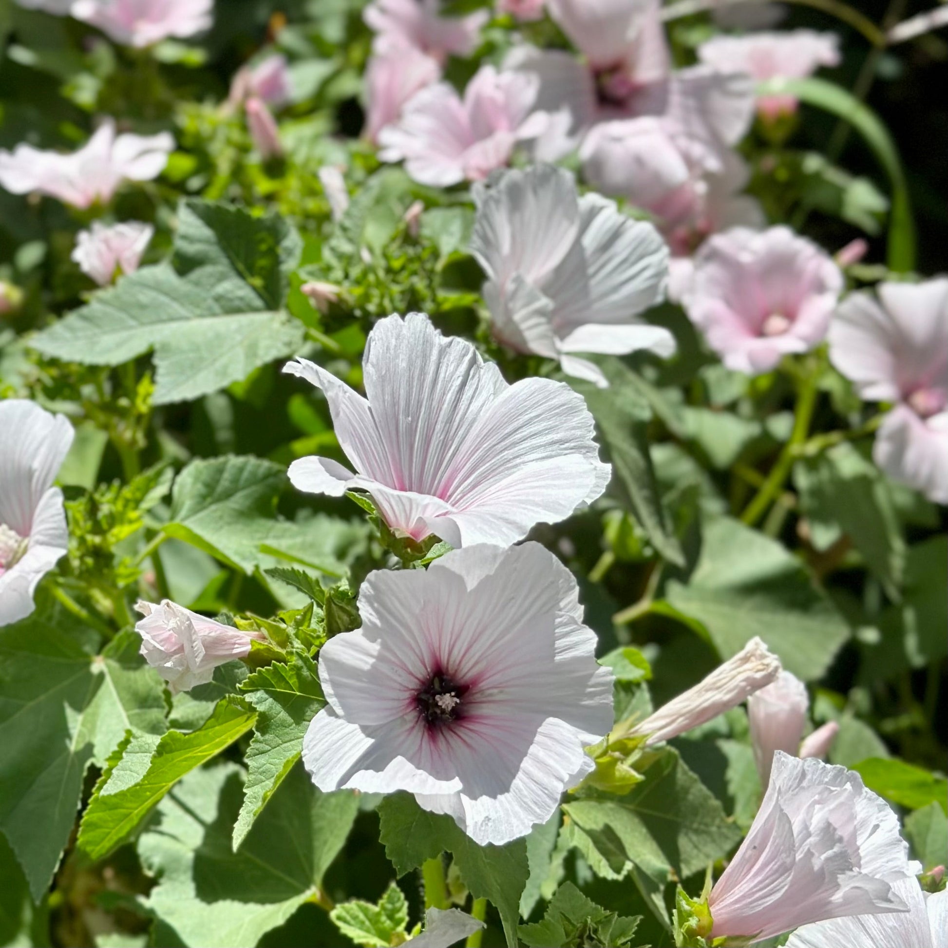 Lavatera Trimestris - Pink Blush Mix Seeds - Hollyhock Hill