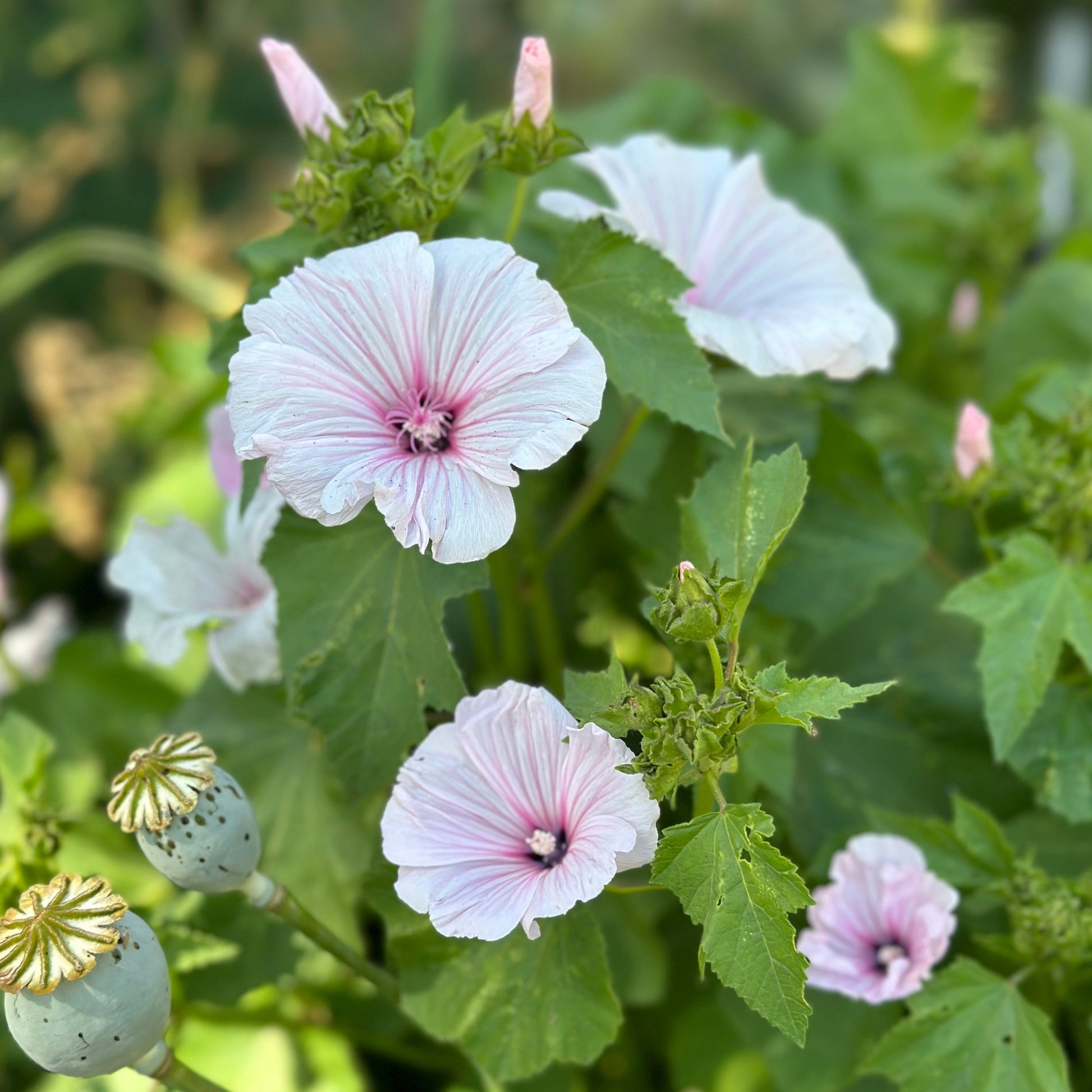 Lavatera Trimestris - Pink Blush Mix Seeds - Hollyhock Hill