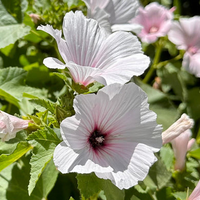 Lavatera Trimestris - Pink Blush Mix Seeds - Hollyhock Hill