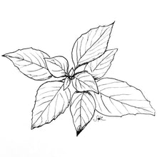Load image into Gallery viewer, Lemon Basil Seeds - Hollyhock Hill
