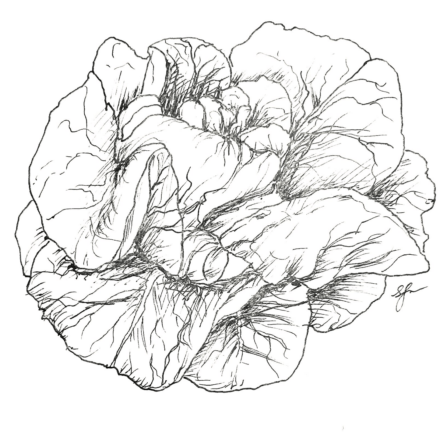 Lettuce 'Buttercrunch' Seeds - Hollyhock Hill