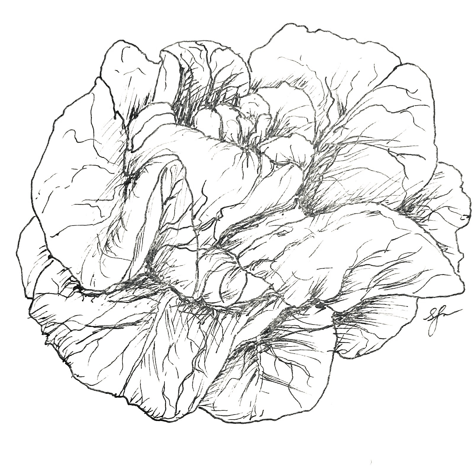 Lettuce 'Buttercrunch' Seeds - Hollyhock Hill