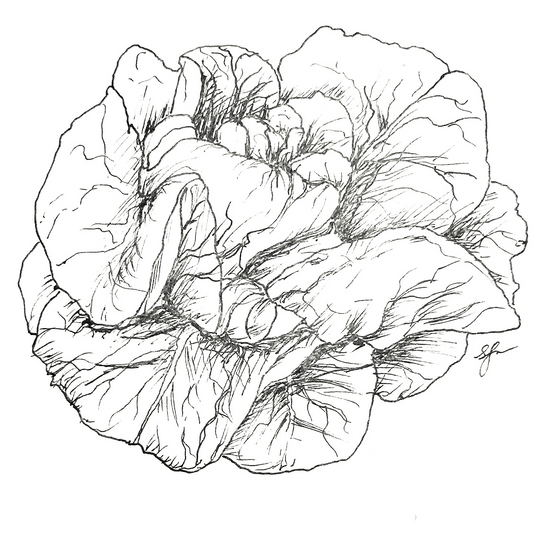 Lettuce 'Buttercrunch' Seeds - Hollyhock Hill