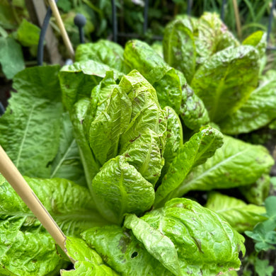 Lettuce 'Freckles' Certified Organic Seeds - Hollyhock Hill