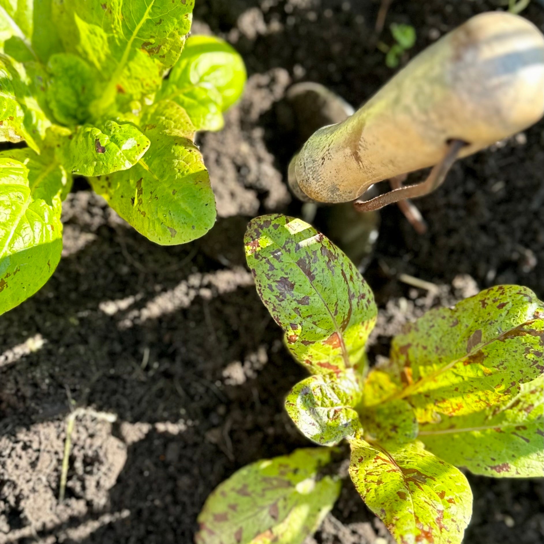 Lettuce 'Freckles' Certified Organic Seeds - Hollyhock Hill