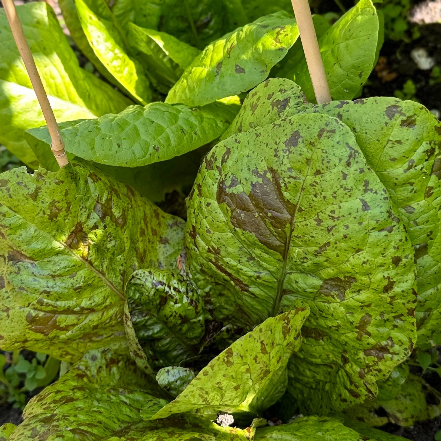 Lettuce 'Freckles' Certified Organic Seeds - Hollyhock Hill