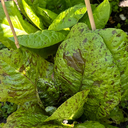 Lettuce 'Freckles' Certified Organic Seeds - Hollyhock Hill