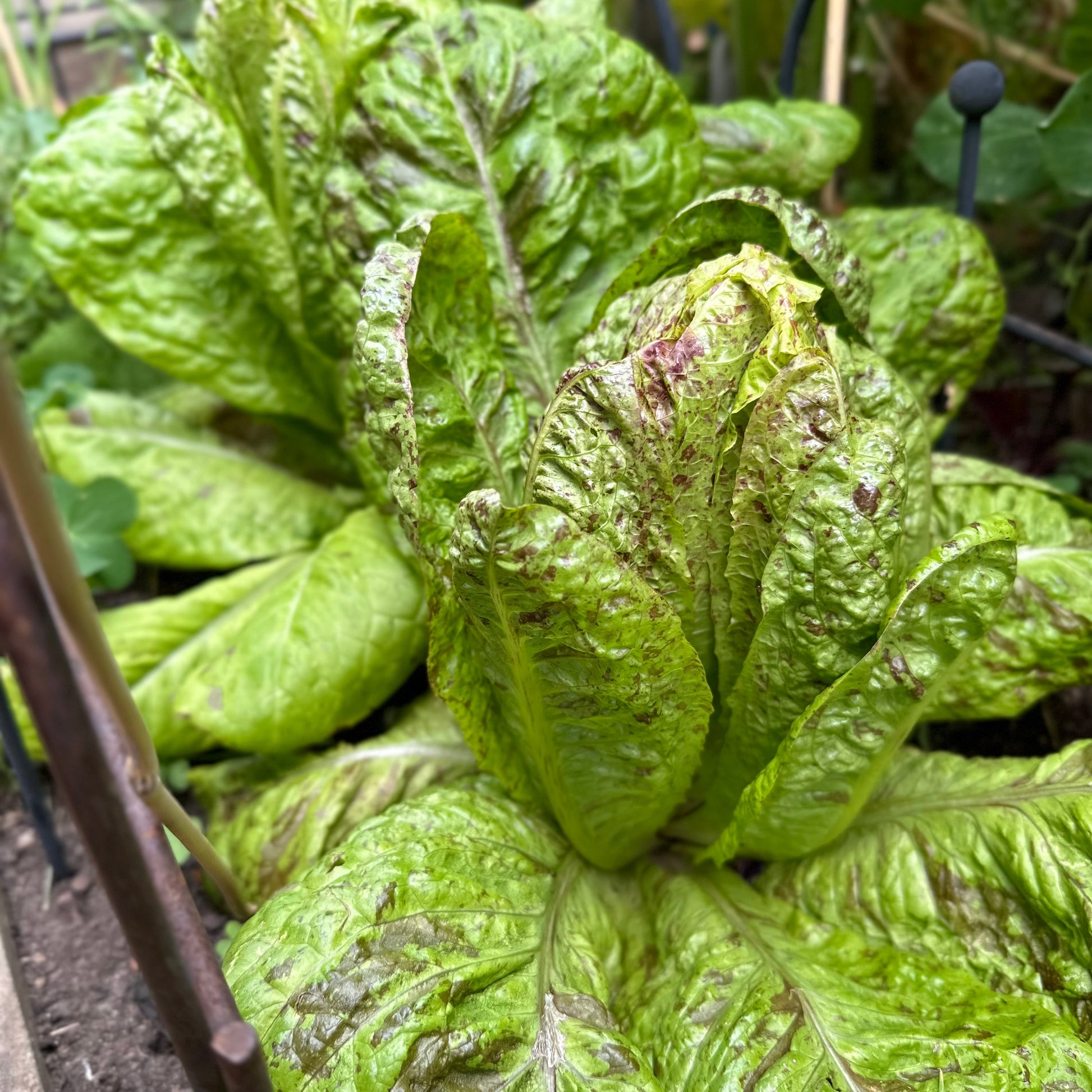 Lettuce 'Freckles' Certified Organic Seeds - Hollyhock Hill