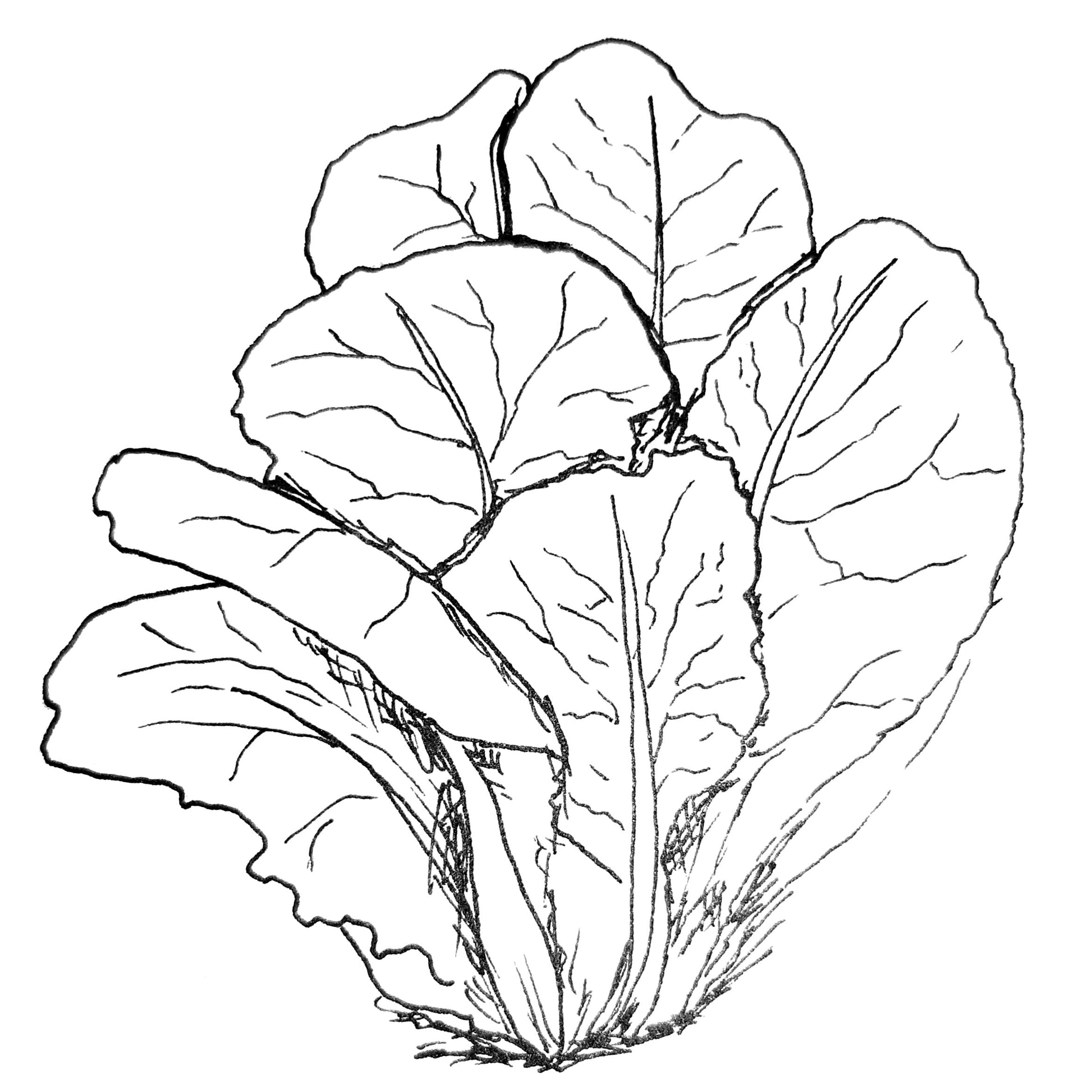 Lettuce 'Parris Island Cos' Certified Organic Seeds - Hollyhock Hill