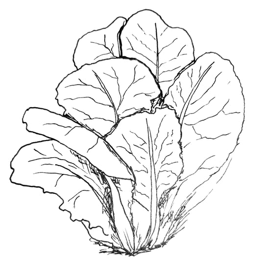 Lettuce 'Parris Island Cos' Certified Organic Seeds - Hollyhock Hill
