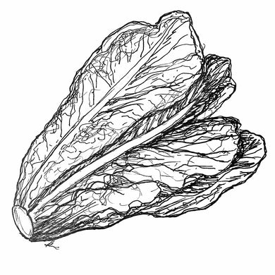 Lettuce Romaine 'Little Caesar' Seeds - Hollyhock Hill