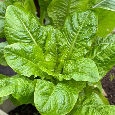 Lettuce Romaine 'Little Caesar' Seeds - Hollyhock Hill