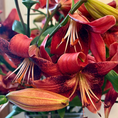 Lilium 'Strawberry Event' - 3 Bulbs - Hollyhock Hill