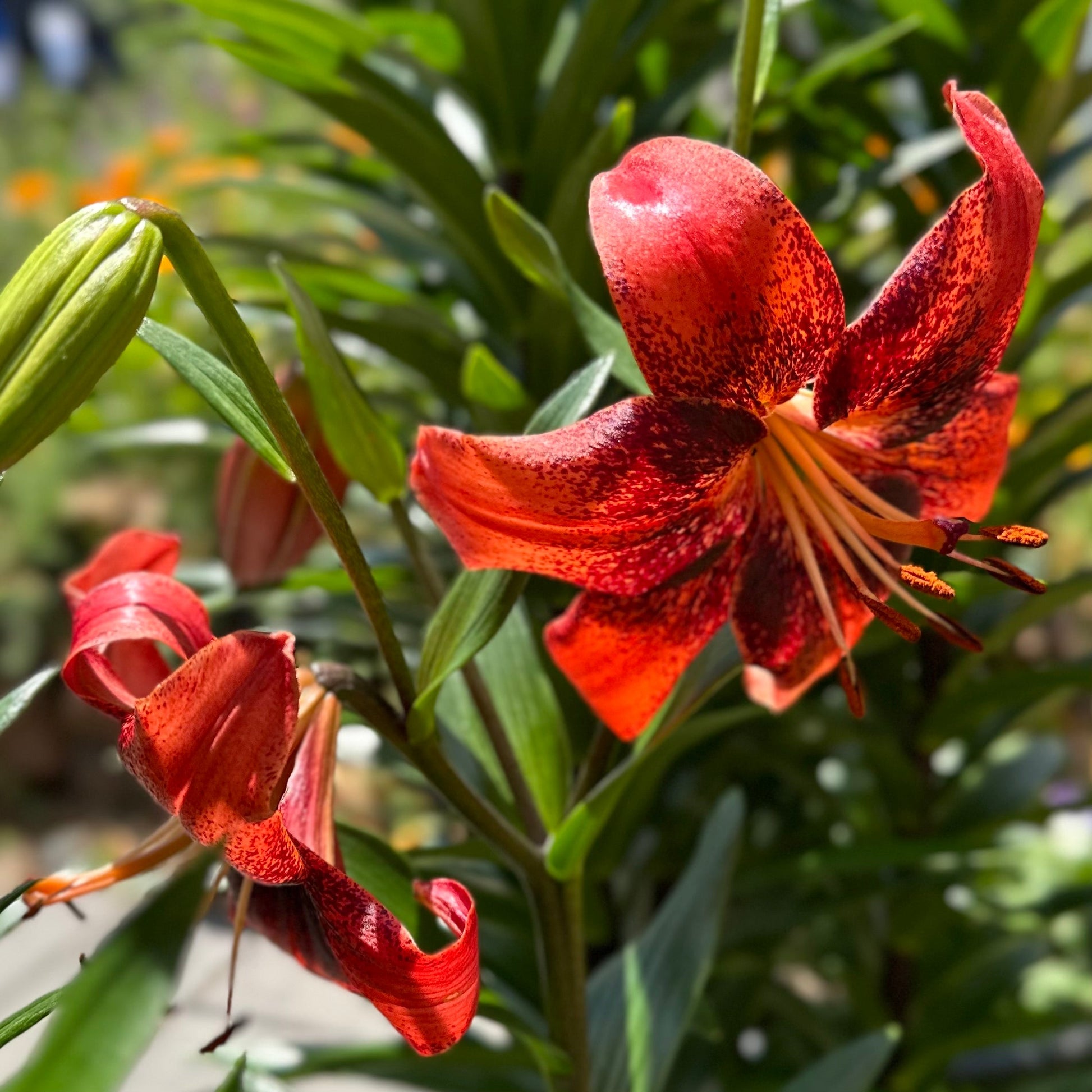 Lilium 'Strawberry Event' - 3 Bulbs - Hollyhock Hill