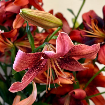 Lilium 'Strawberry Event' - 3 Bulbs - Hollyhock Hill