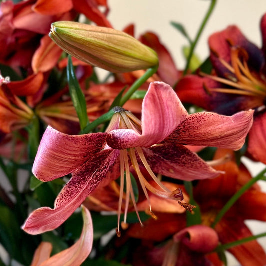 Lilium 'Strawberry Event' - 3 Bulbs - Hollyhock Hill