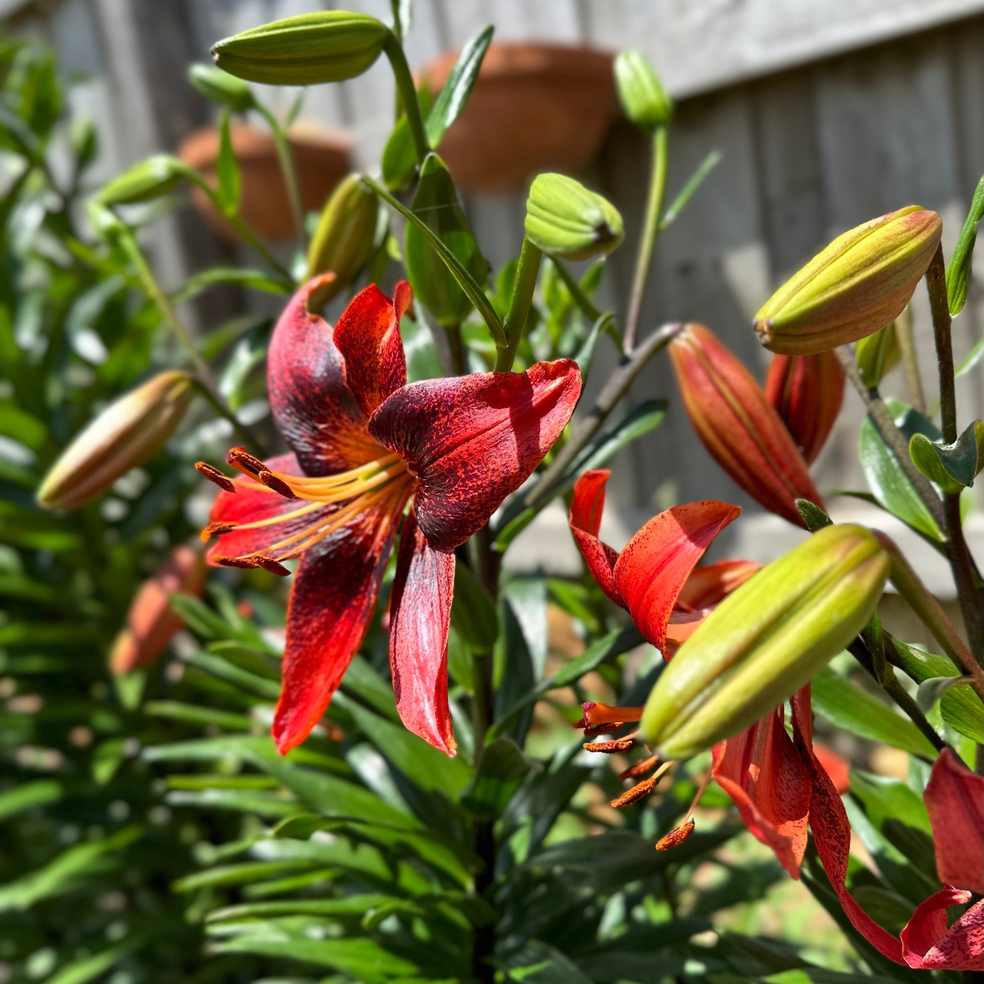 Lilium 'Strawberry Event' - 3 Bulbs - Hollyhock Hill