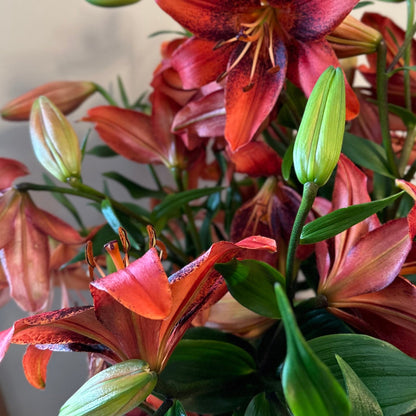 Lilium 'Strawberry Event' - 3 Bulbs - Hollyhock Hill