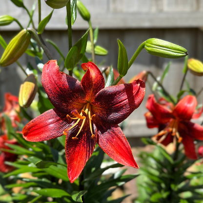Lilium 'Strawberry Event' - 3 Bulbs - Hollyhock Hill