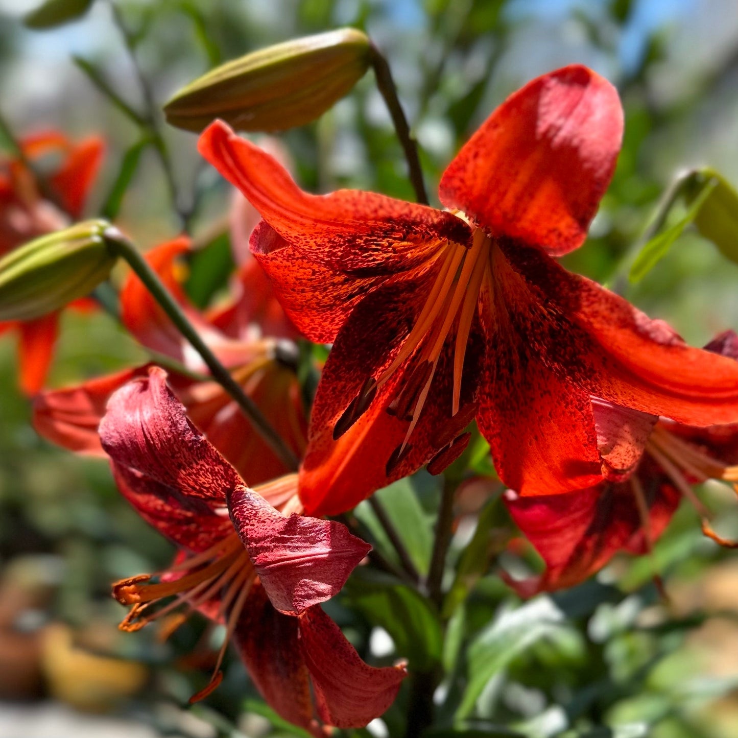 Lilium 'Strawberry Event' - 3 Bulbs - Hollyhock Hill