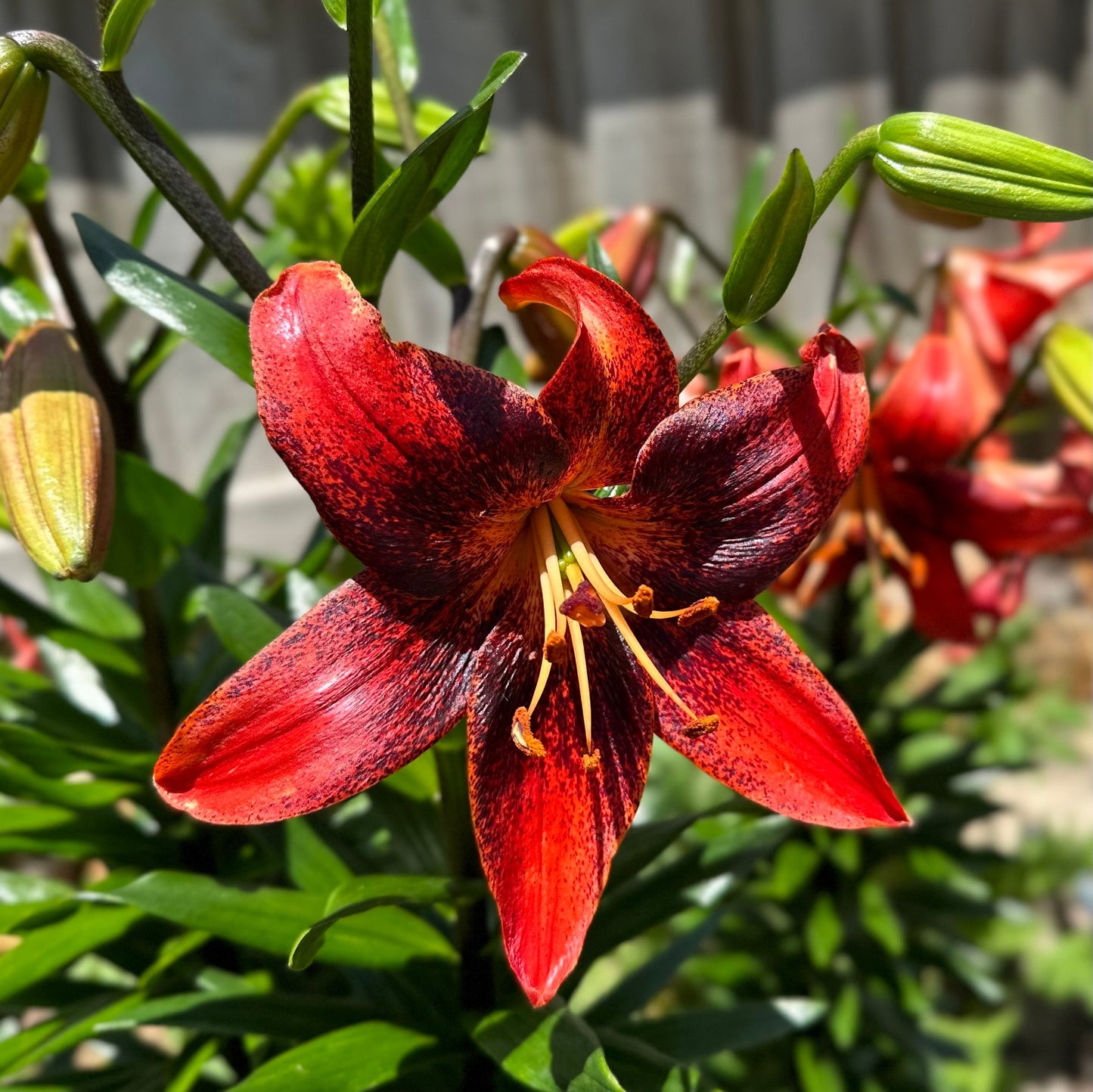 Lilium 'Strawberry Event' - 3 Bulbs - Hollyhock Hill