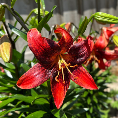 Lilium 'Strawberry Event' - 3 Bulbs - Hollyhock Hill