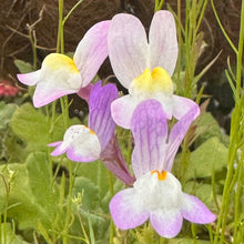 Load image into Gallery viewer, Linaria &#39;Fairy Bouquet Mix&#39; Seeds - Hollyhock Hill
