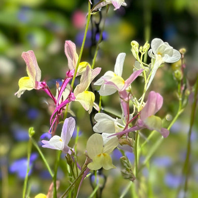 Linaria 'Northern Lights Mix' Seeds - Hollyhock Hill