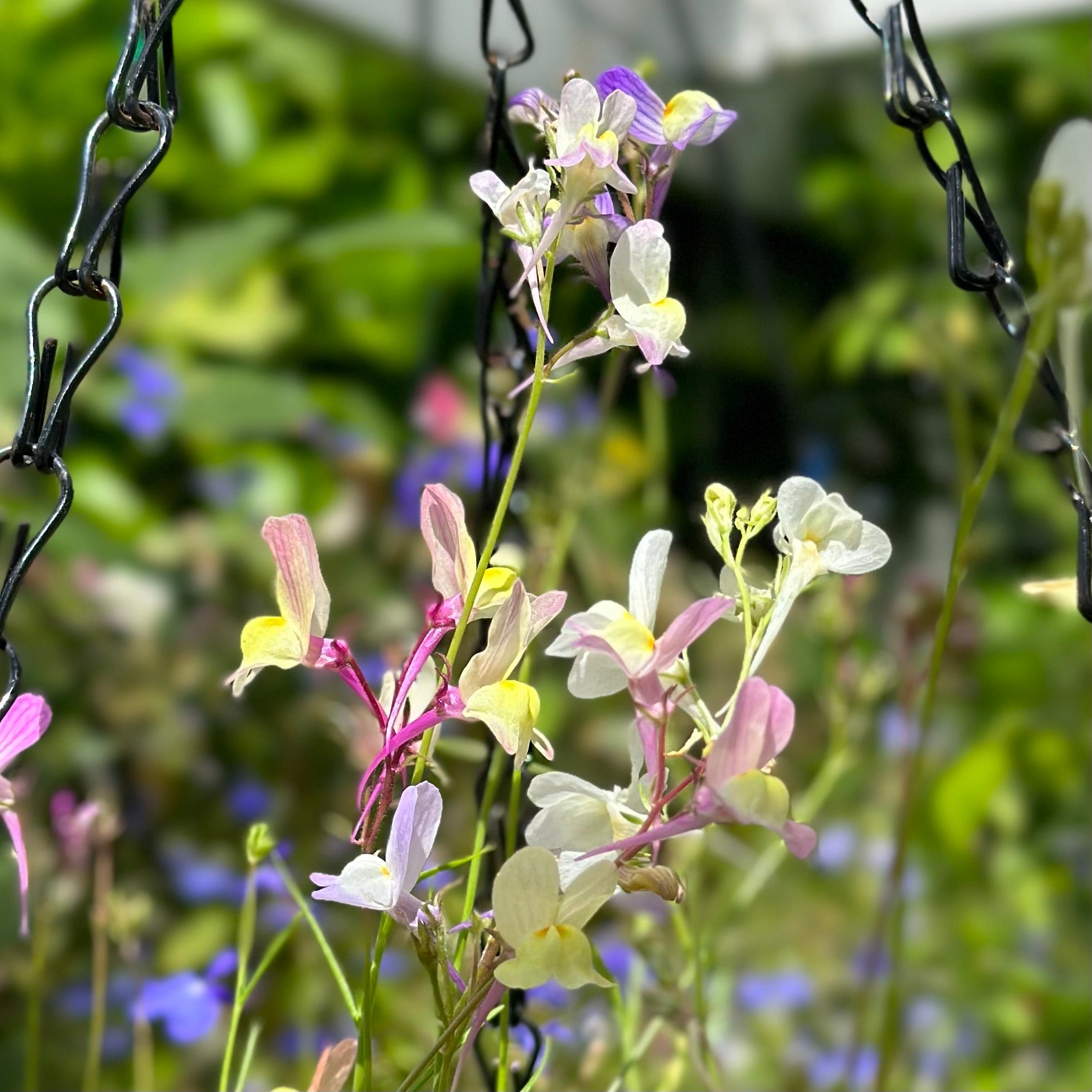 Linaria 'Northern Lights Mix' Seeds - Hollyhock Hill