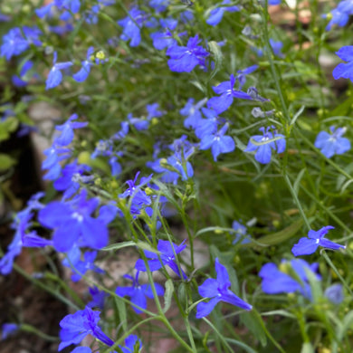 Lobelia ‘Emperor William’ Seeds - Hollyhock Hill