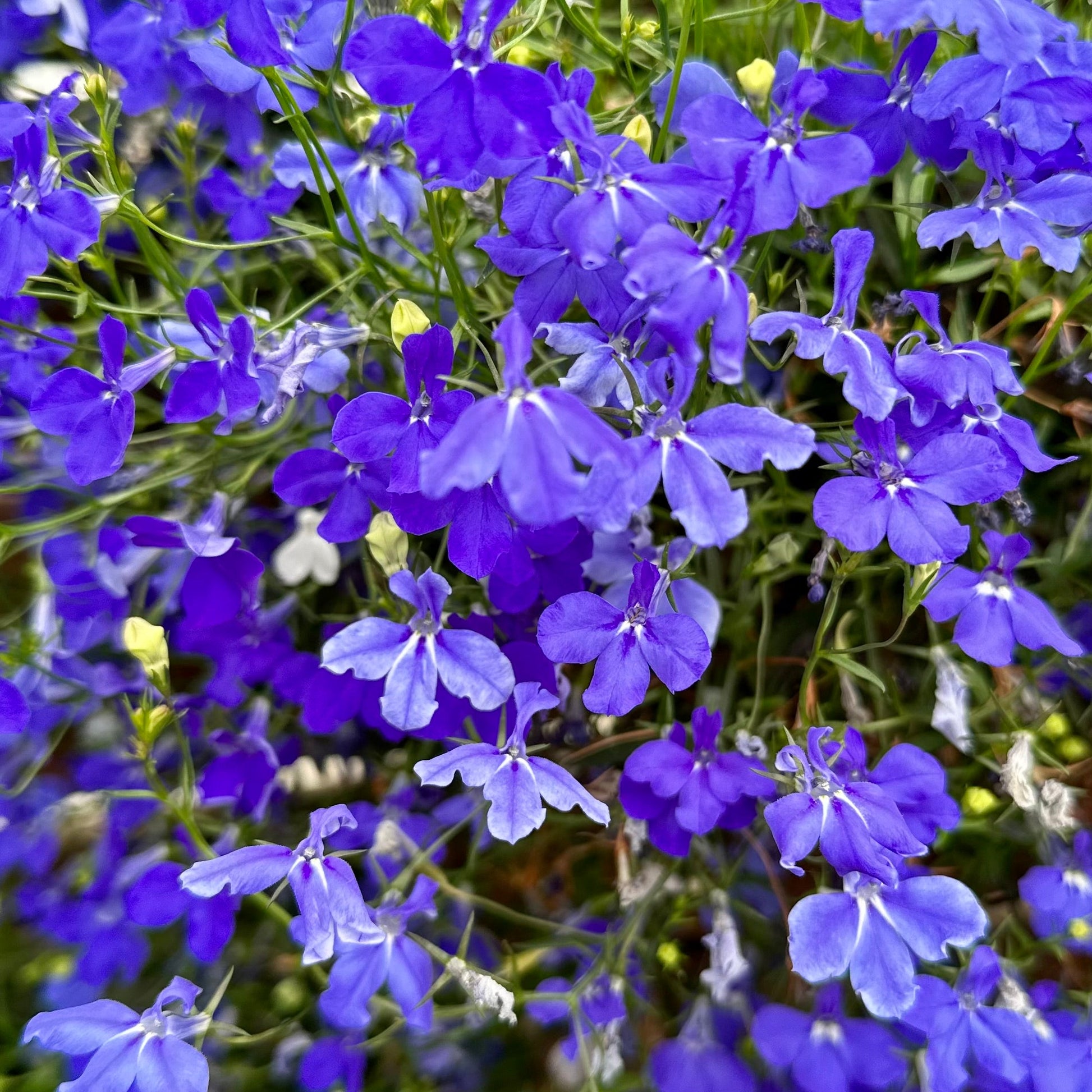 Lobelia ‘Emperor William’ Seeds - Hollyhock Hill