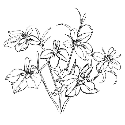 Lobelia Seeds - Hollyhock Hill