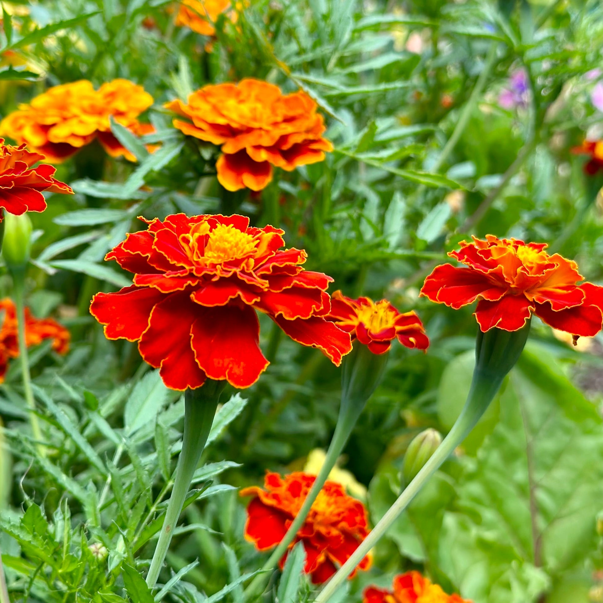 Marigold ‘French Red Brocade’ Seeds - Hollyhock Hill