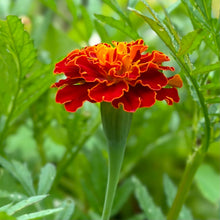 Load image into Gallery viewer, Marigold ‘French Red Brocade’ Seeds - Hollyhock Hill
