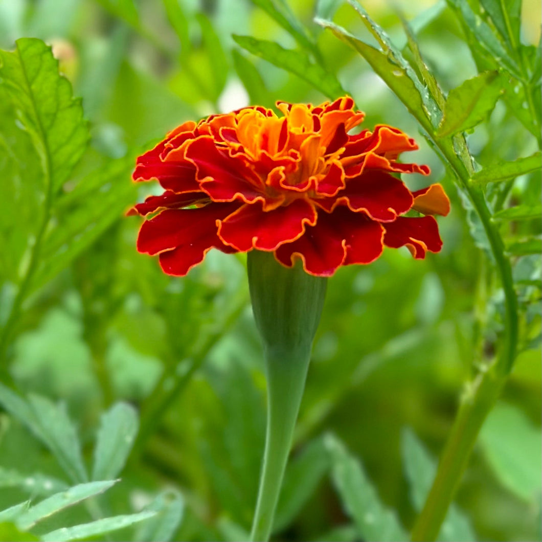 Marigold ‘French Red Brocade’ Seeds - Hollyhock Hill