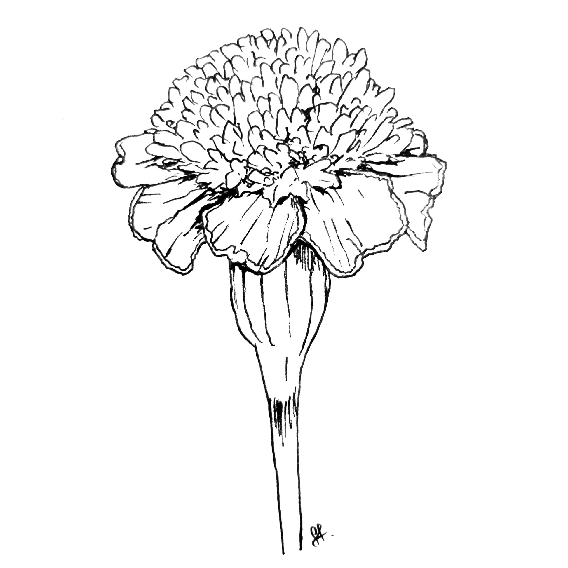 Marigold 'Tiger Eyes' Seeds - Hollyhock Hill