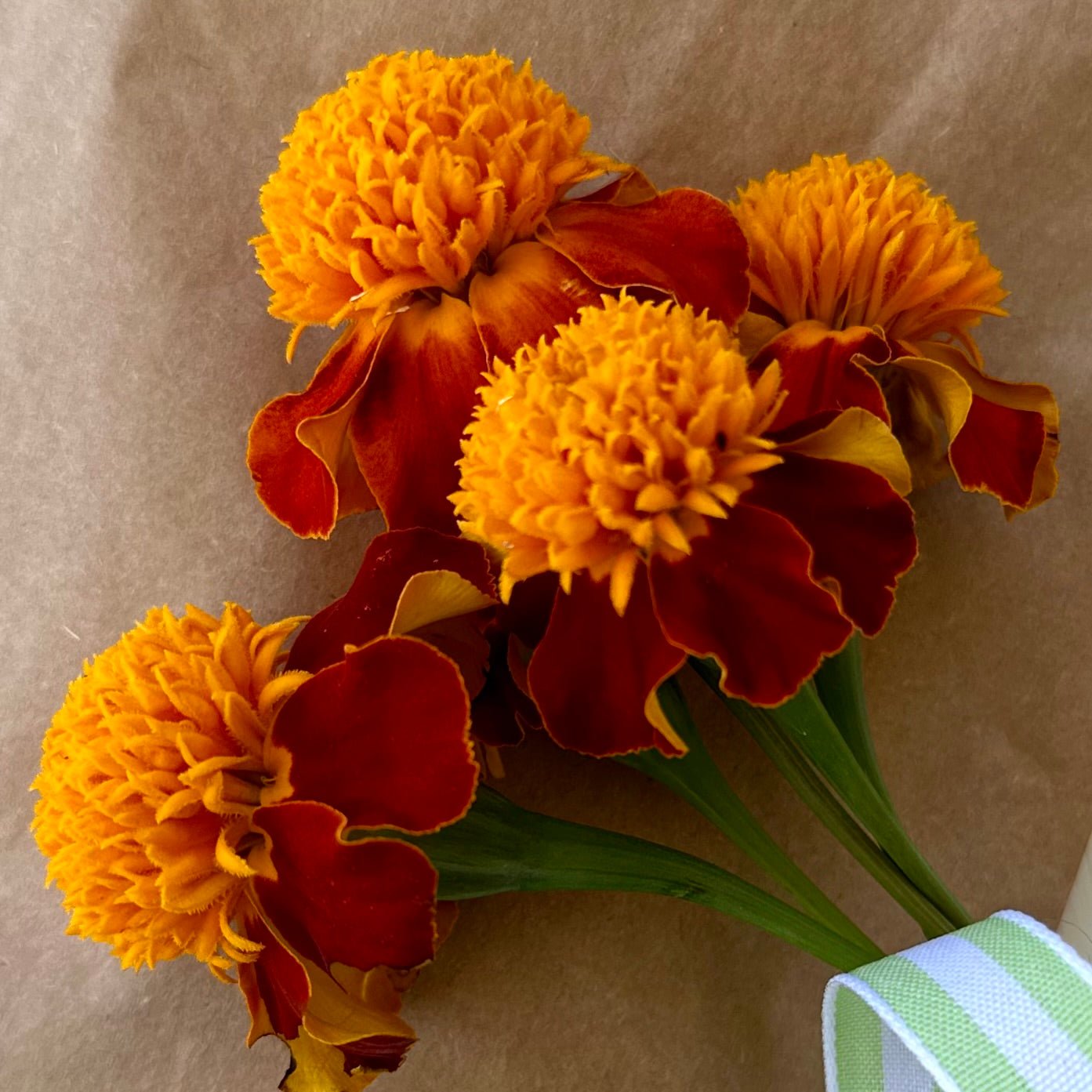 Marigold 'Tiger Eyes' Seeds - Hollyhock Hill