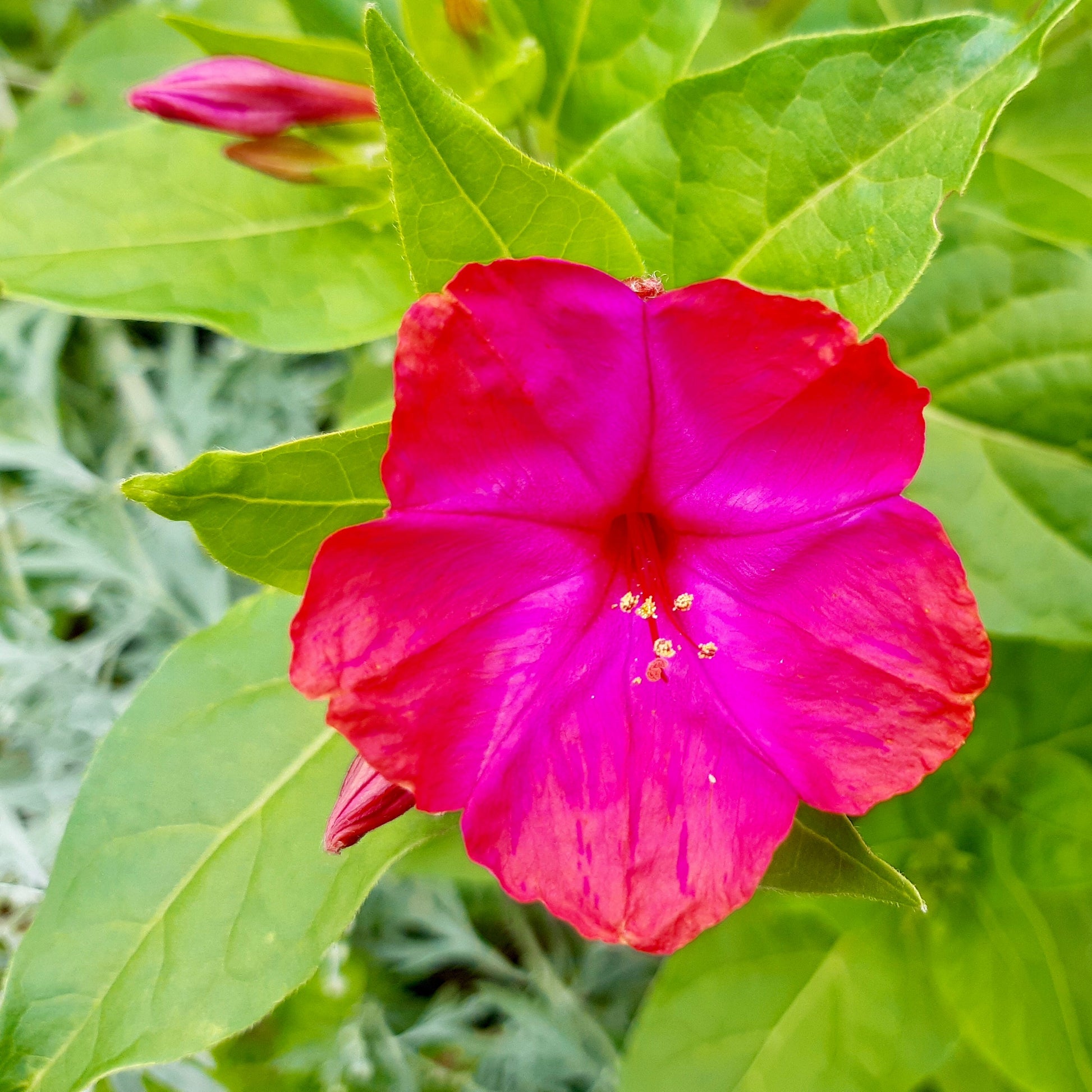 Marvel of Peru Four O'Clock Flower Seeds - Hollyhock Hill