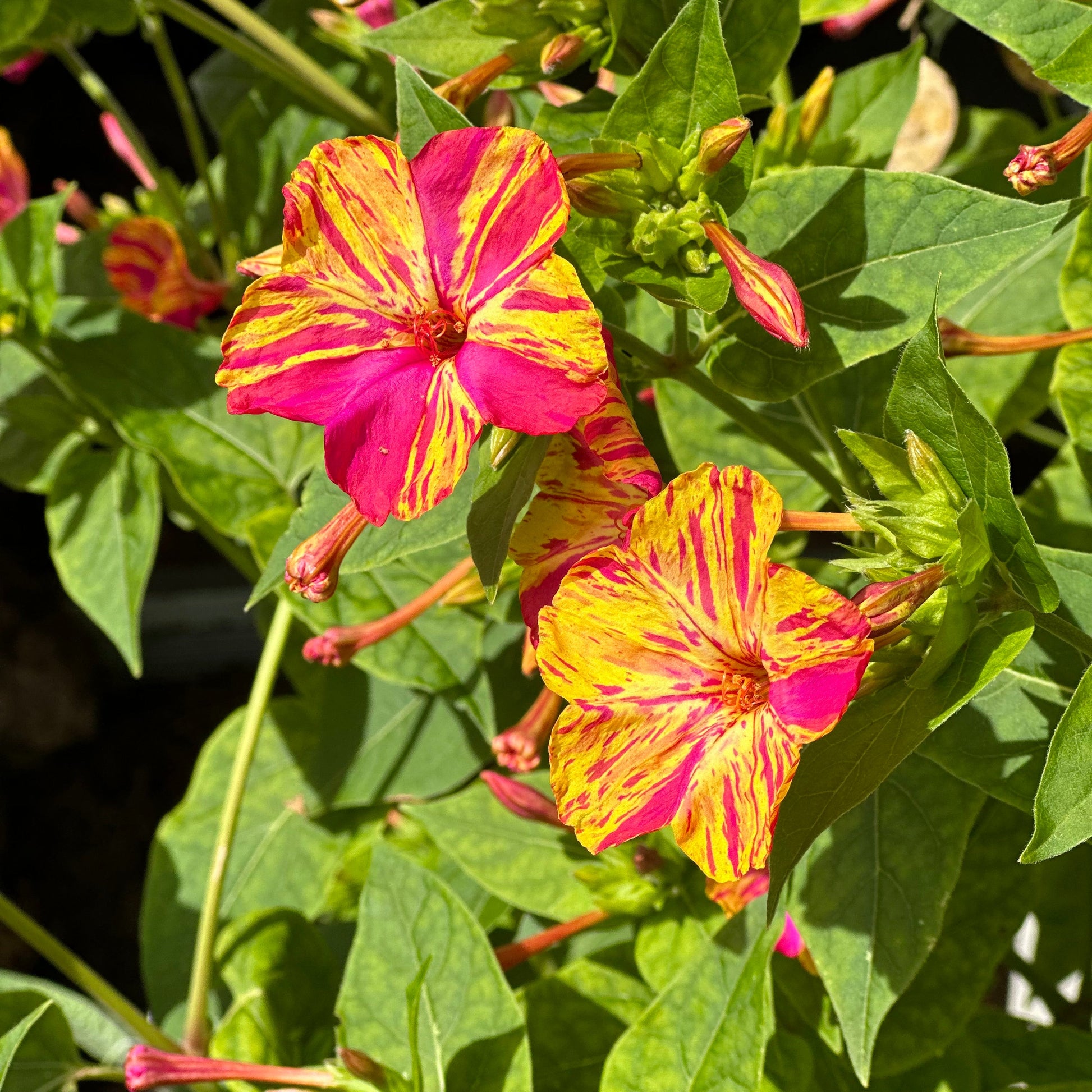 Marvel of Peru Four O'Clock Flower Seeds - Hollyhock Hill
