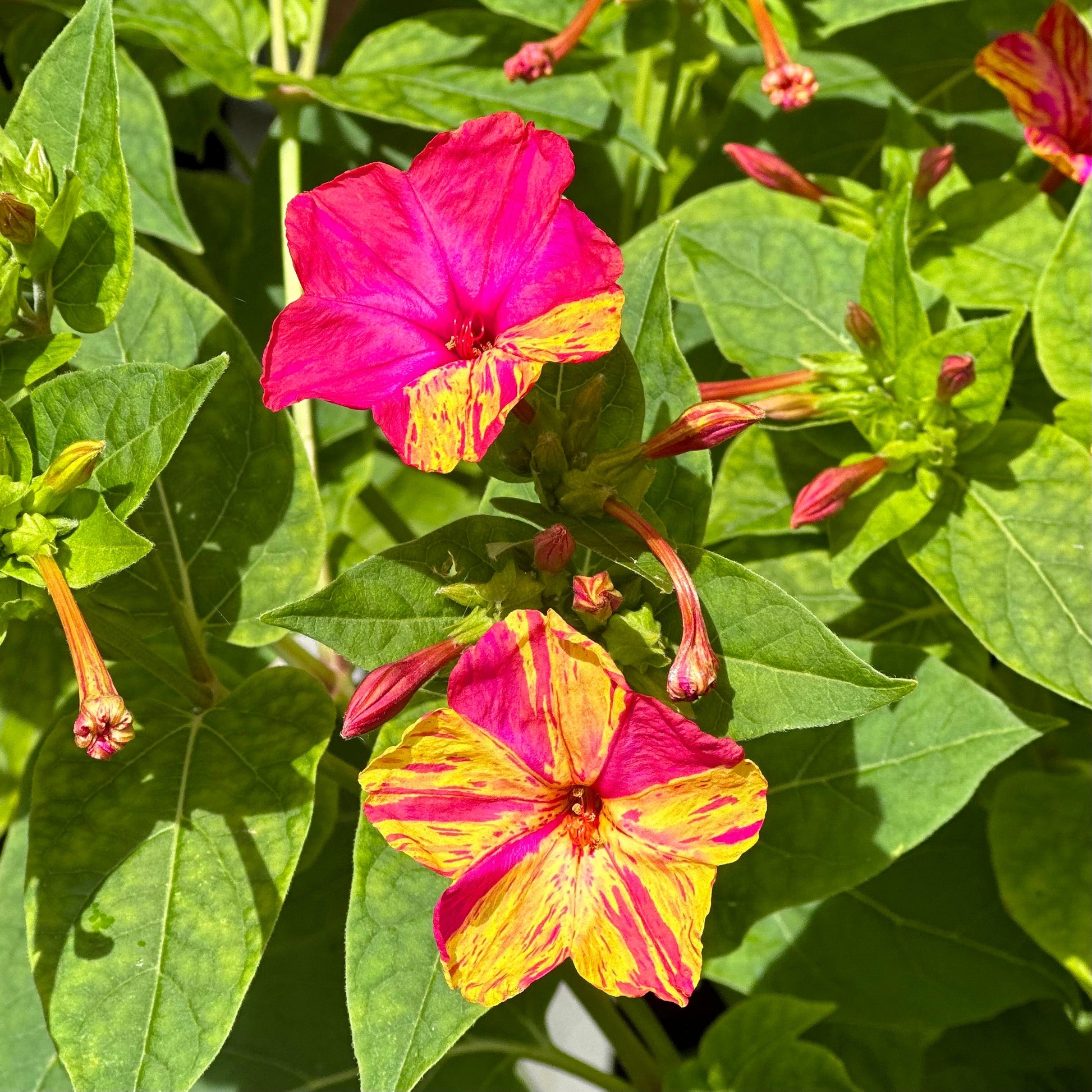 Marvel of Peru Four O'Clock Flower Seeds - Hollyhock Hill