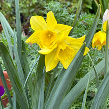 Load image into Gallery viewer, Miniature Daffodil &#39;Pipit&#39; 4 Bulbs - Hollyhock Hill
