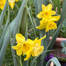 Load image into Gallery viewer, Miniature Daffodil &#39;Pipit&#39; 4 Bulbs - Hollyhock Hill
